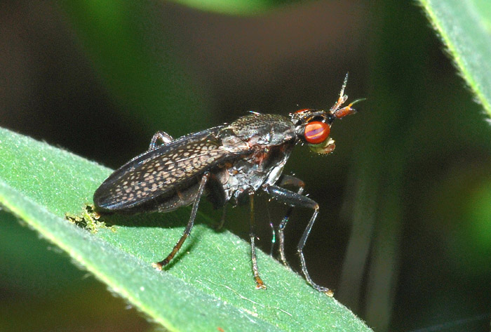 Coremacera marginata